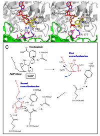 Toxins 01 00208 g013 200