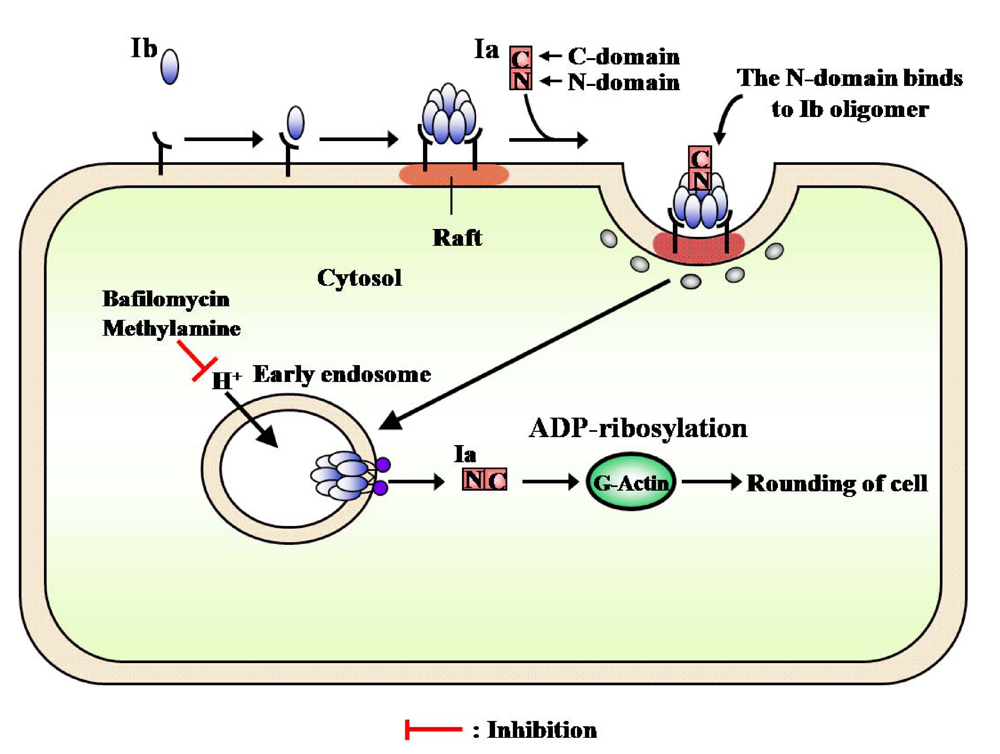Toxins 01 00208 g014
