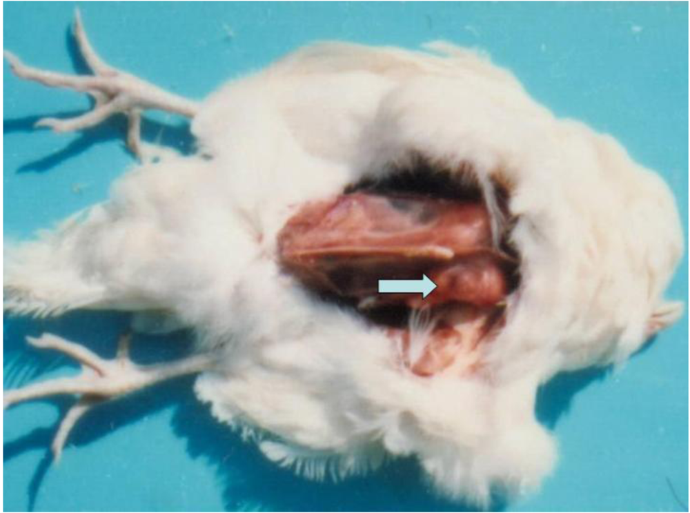 Toxins 02 00649 g004 1024