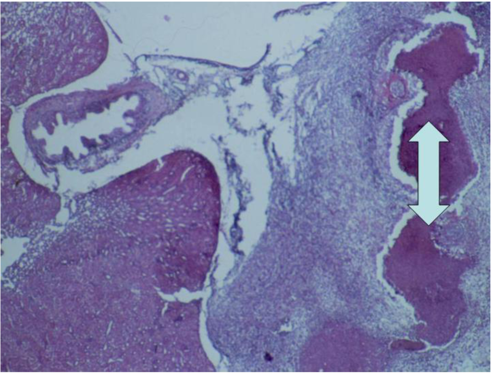 Toxins 02 00649 g006 1024