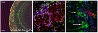 Toxins 02 01997 g001 200