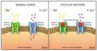 Toxins 02 02359 g007 200