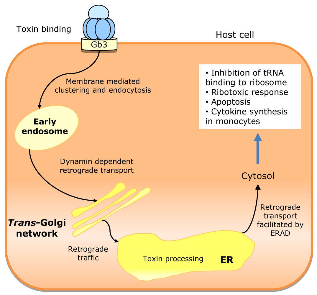 download intrinsic molecular mobility