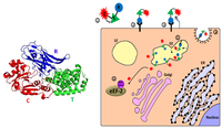 Toxins 02 02519 g003 200