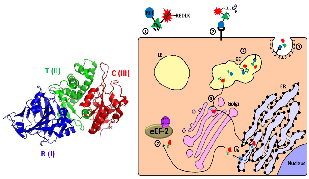 Toxins 02 02519 g004 1024