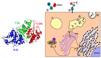 Toxins 02 02519 g004 200