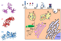 Toxins 02 02519 g006 200