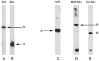 Toxins 02 02872 g002 200