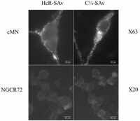 Toxins 02 02872 g003 200