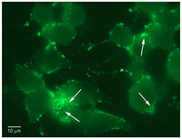 Toxins 02 02872 g005 200