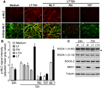 Toxins 03 01278 g002 200