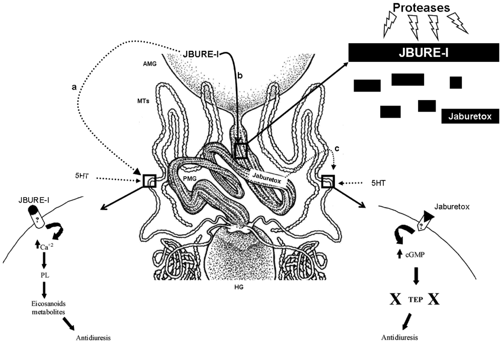 Toxins 04 00055 g002 1024