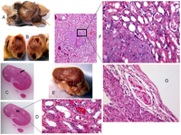 Toxins 04 00643 g004 200
