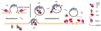 Toxins 04 00913 g001 200