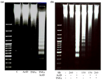 Toxins 04 01139 g005 200