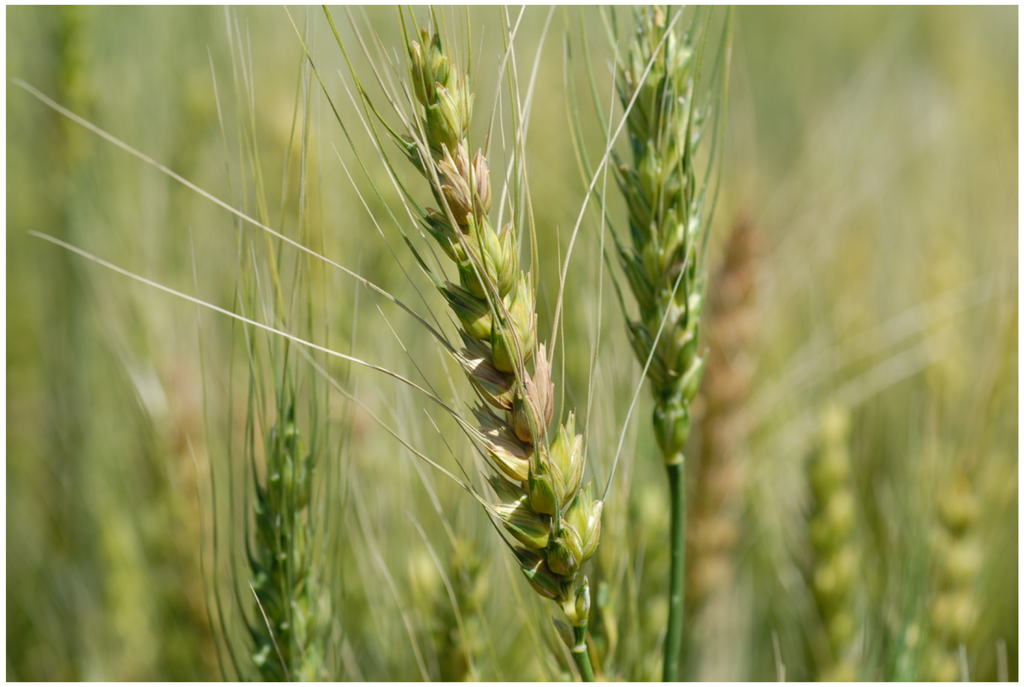 Wheat anthesis Wheat anthesis picture