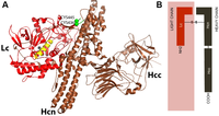 Toxins 04 01196 g001 200