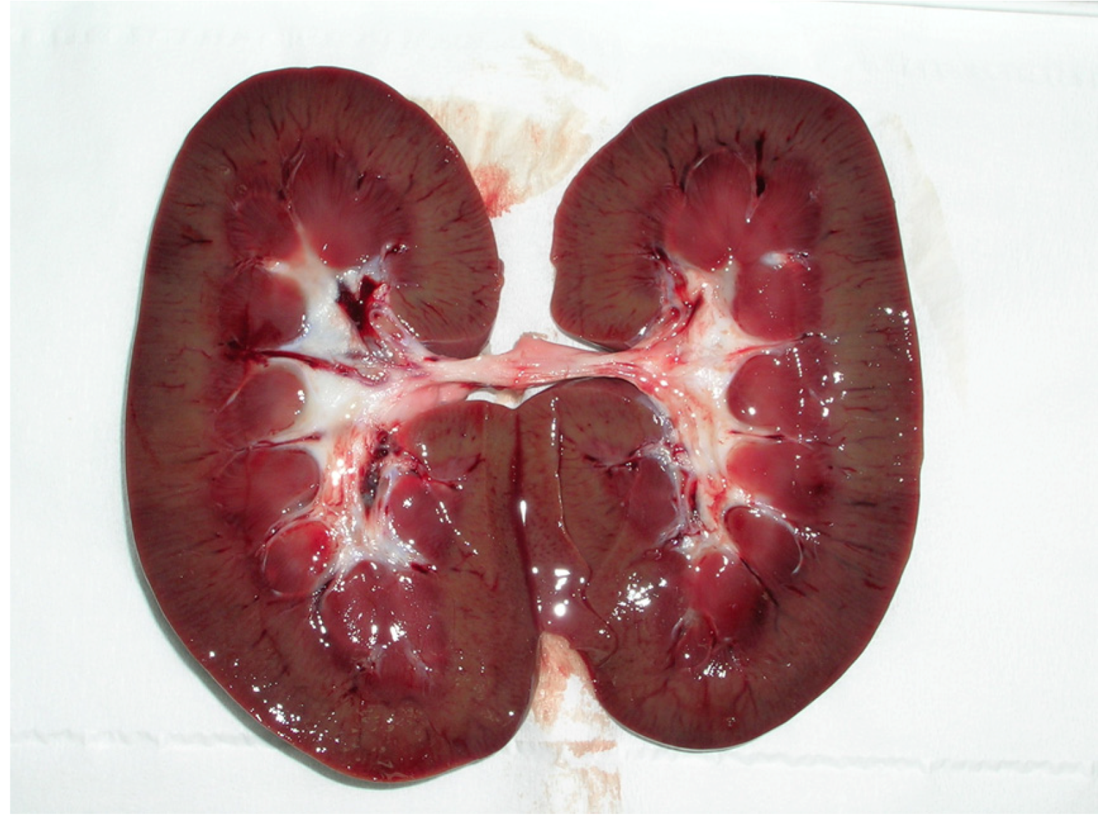 Toxins | Free Full-Text | Occurrence of Ochratoxin A in the Wild Boar