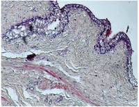 Toxins 04 01440 g007 200