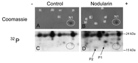 Toxins 04 01482 g002 200