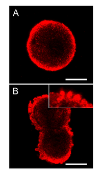 Toxins 04 01482 g008 200