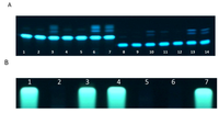Toxins 04 01535 g002 200