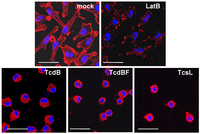 Toxins 05 00106 g001 200