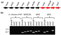 Toxins 05 00445 g002 200