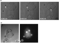 Toxins 05 00472 g001 200