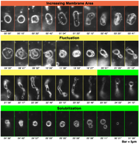 Toxins 05 00637 g001 200