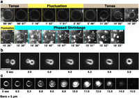 Toxins 05 00637 g002 200