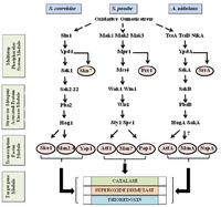Toxins 05 00683 g001 200