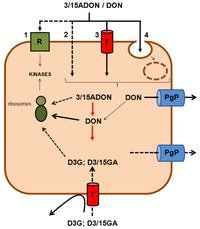 Toxins 05 00784 g003 200