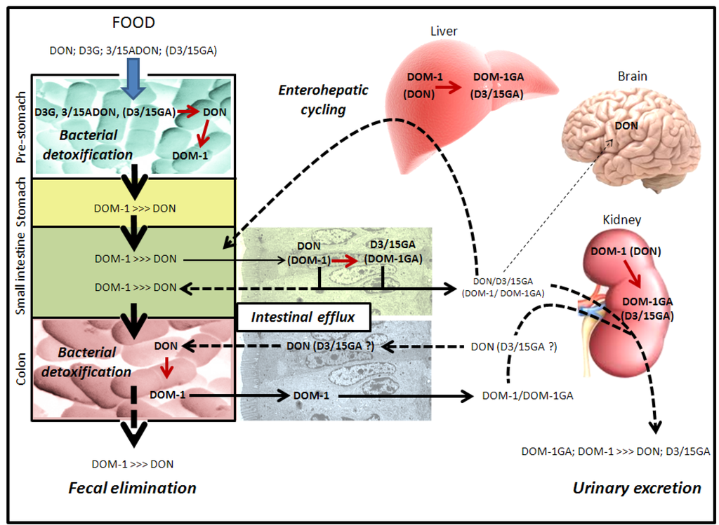 Toxins 05 00784 g006 1024