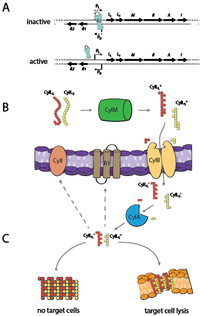 Toxins 05 00895 g001 200