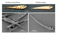 Toxins 05 01043 g001 200
