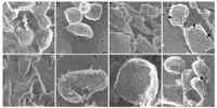 Toxins 05 01105 g001 200