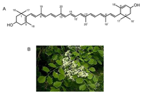 Toxins 05 01392 g003 200