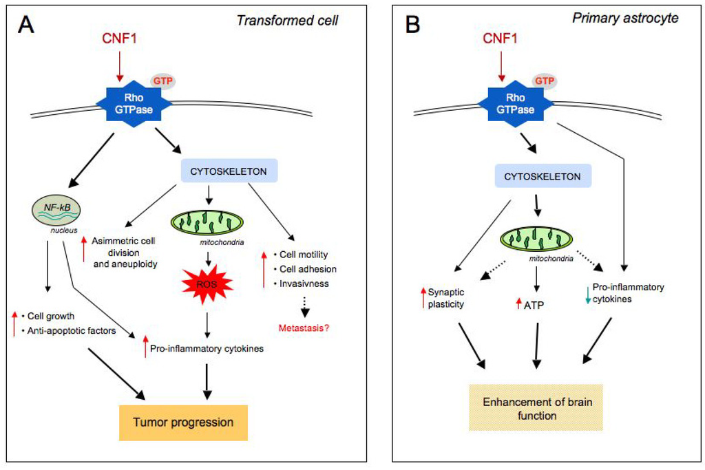 Etoposide eposin, etopophos, vepesid) | cancer research uk