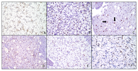 Toxins 05 01555 g002 200