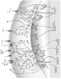 Toxins 05 01629 g001 200