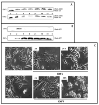 Toxins 05 02241 g001 200