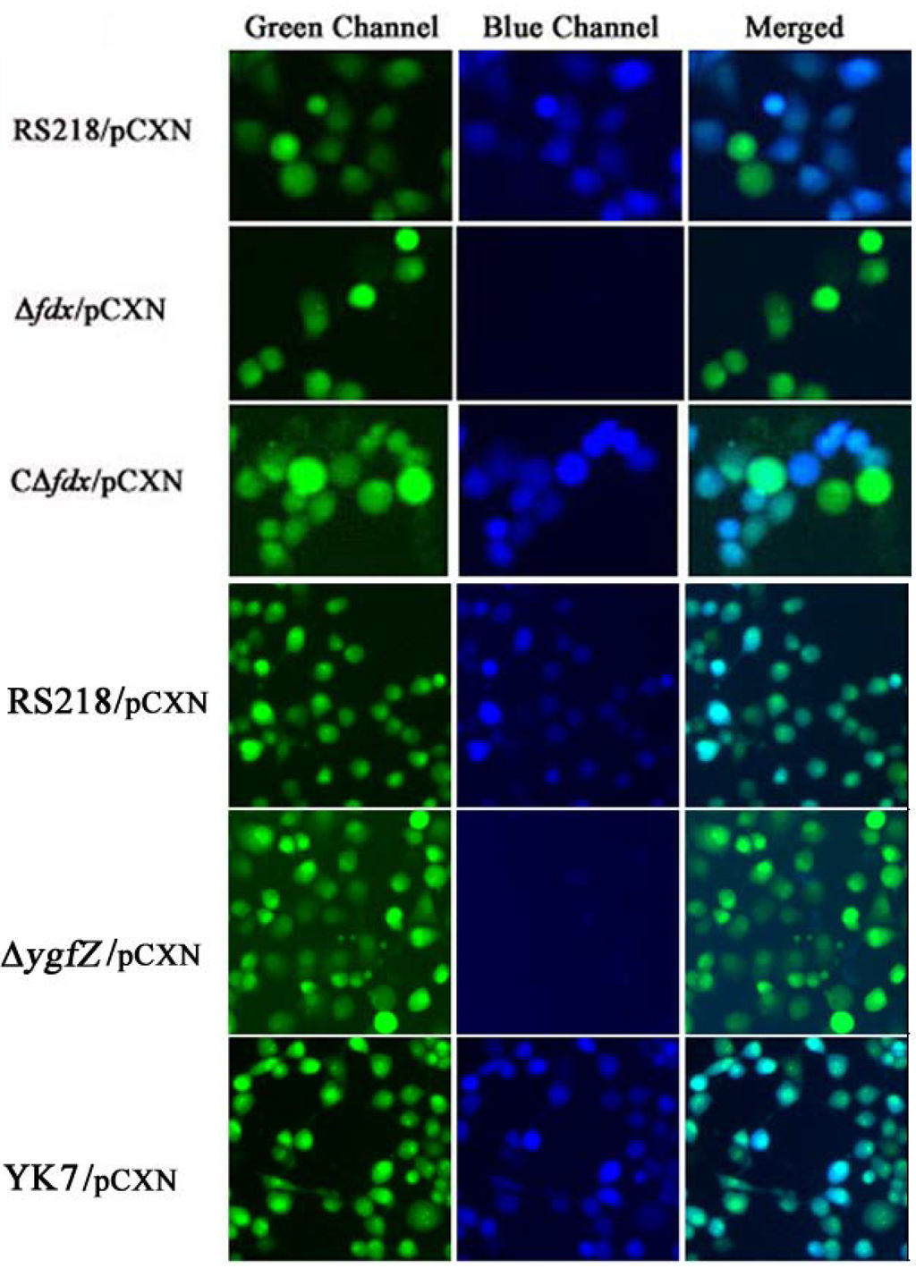 Toxins 05 02270 g003 1024
