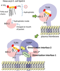 Toxins 05 02589 g003 200