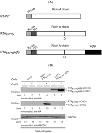 Toxins 06 00033 g001 200