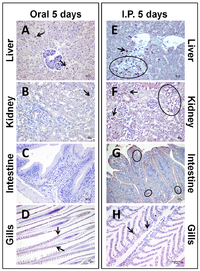 Toxins 06 00283 g004 200