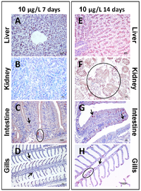 Toxins 06 00283 g006 200