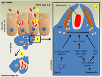 Toxins 06 00430 g002 200
