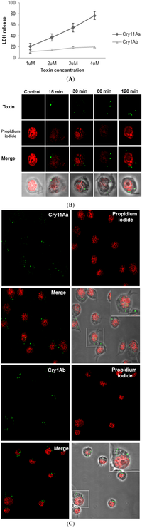 Toxins 06 00464 g001 200