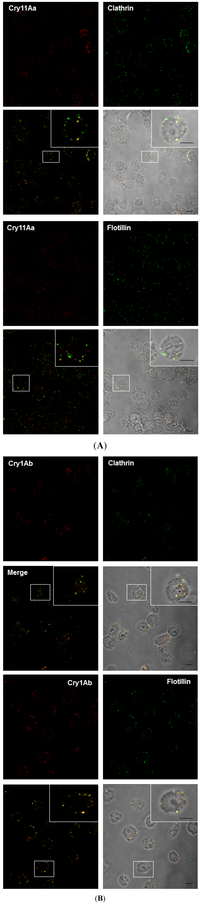 Toxins 06 00464 g003 200